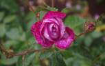 Blue River ® rose photo