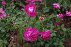 Blue River ® rose photo