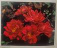 Guiding Spirit rose photo