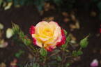 Charleston rose photo