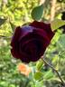 Guinée rose photo