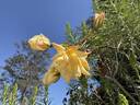 Mrs. Graham Hart rose photo