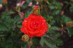 Esther Ofarim rose photo