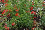 Fireglow rose photo