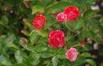 Fireglow rose photo