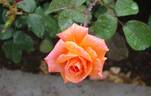 Janina ® rose photo
