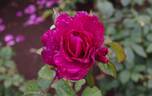 Intrigue rose photo