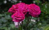 Blue Chip rose photo