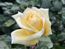 Helmut Schmidt rose photo
