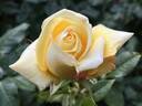 Helmut Schmidt rose photo
