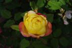 Orange Face rose photo