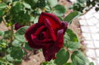 Night rose photo