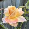 My Yellow rose photo