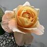 My Yellow rose photo