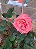 Prince Klaus rose photo