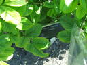 Rugosa Ottawa rose photo