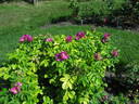 Rugosa Ottawa rose photo