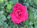 Victor Hugo rose photo