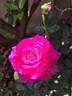Claire Marshall rose photo