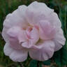 Manning's Blush rose photo