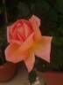 Luis Brinas rose photo