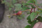 <i>Rosa acicularis</i> Lindl. rose photo