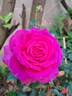 Claire Marshall rose photo