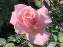 Pink Masterpiece rose photo