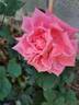 Prince Klaus rose photo