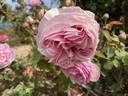 Georges Cuvier rose photo