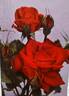 Red Dandy rose photo