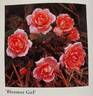 Bloomer Girl rose photo