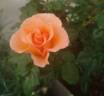 Jean de Luxembourg, roi de Bohême rose photo