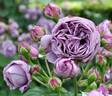 Kinda Blue rose photo
