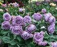 Kinda Blue rose photo