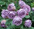 Kinda Blue rose photo