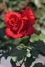 El Cid rose photo
