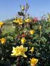 Dr. A.J. Verhage rose photo