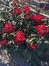 Rakuyo rose photo