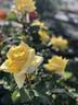 Kouka rose photo