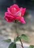Dr. Carbonaro rose photo