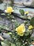 Hoshizukuyo rose photo