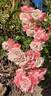 Fresh Pink rose photo