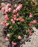 Fresh Pink rose photo