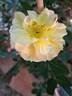 Bee's Paradise rose photo