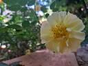 Bee's Paradise rose photo