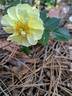 Bee's Paradise rose photo