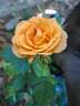 Bentheimer Gold ® rose photo