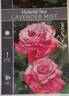 Lavender Mist rose photo