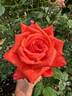 Command Performance rose photo